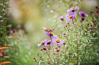 wild flower mixtures