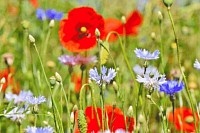 wild flower mixtures
