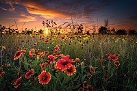 wild flower mixtures